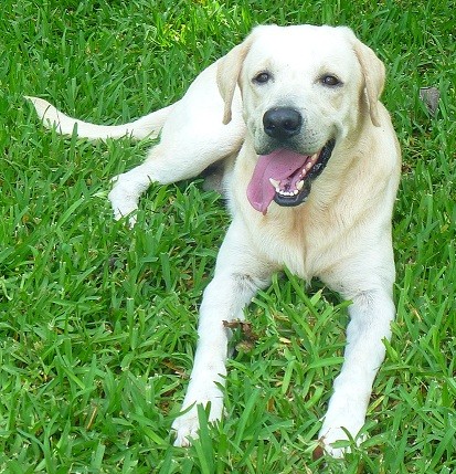 Scott, Labrador Retriver macho de 3 años